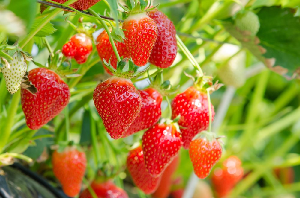 Taiyosha Tourist Strawberry Garden