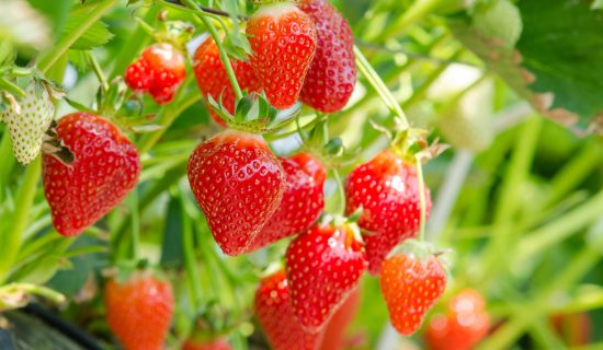 Taiyosha Tourist Strawberry Garden